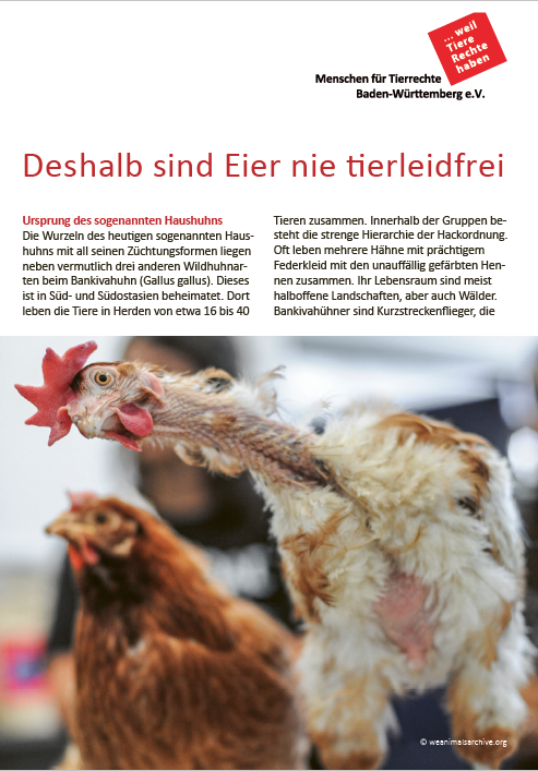 Flyer zum Thema Hühner